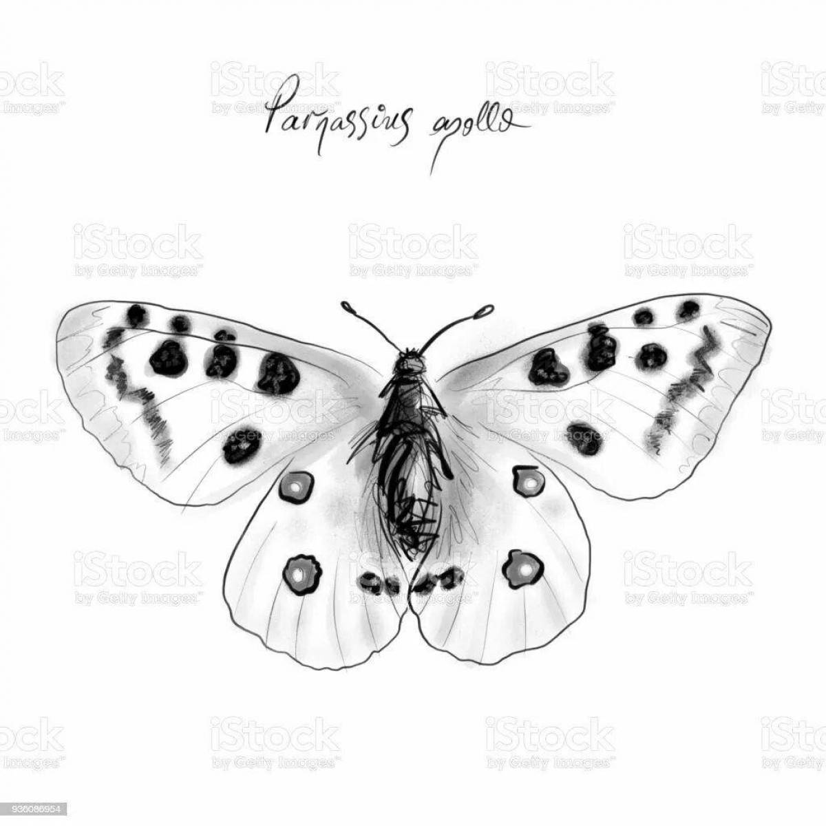 Amazing Apollo Butterfly Coloring Page