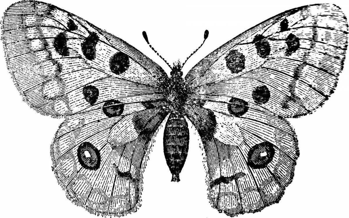 Beautiful apollo butterfly coloring book