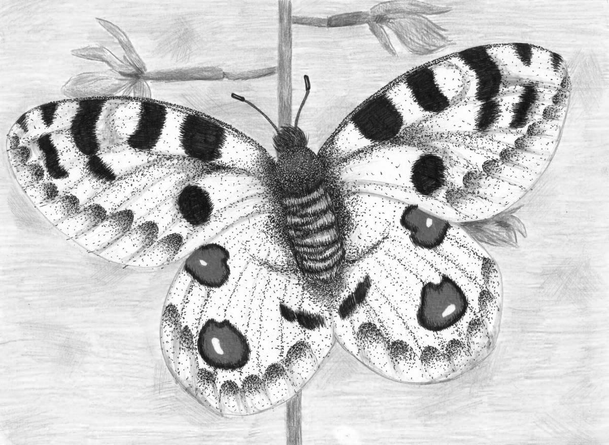 Ослепительная раскраска бабочка аполлон
