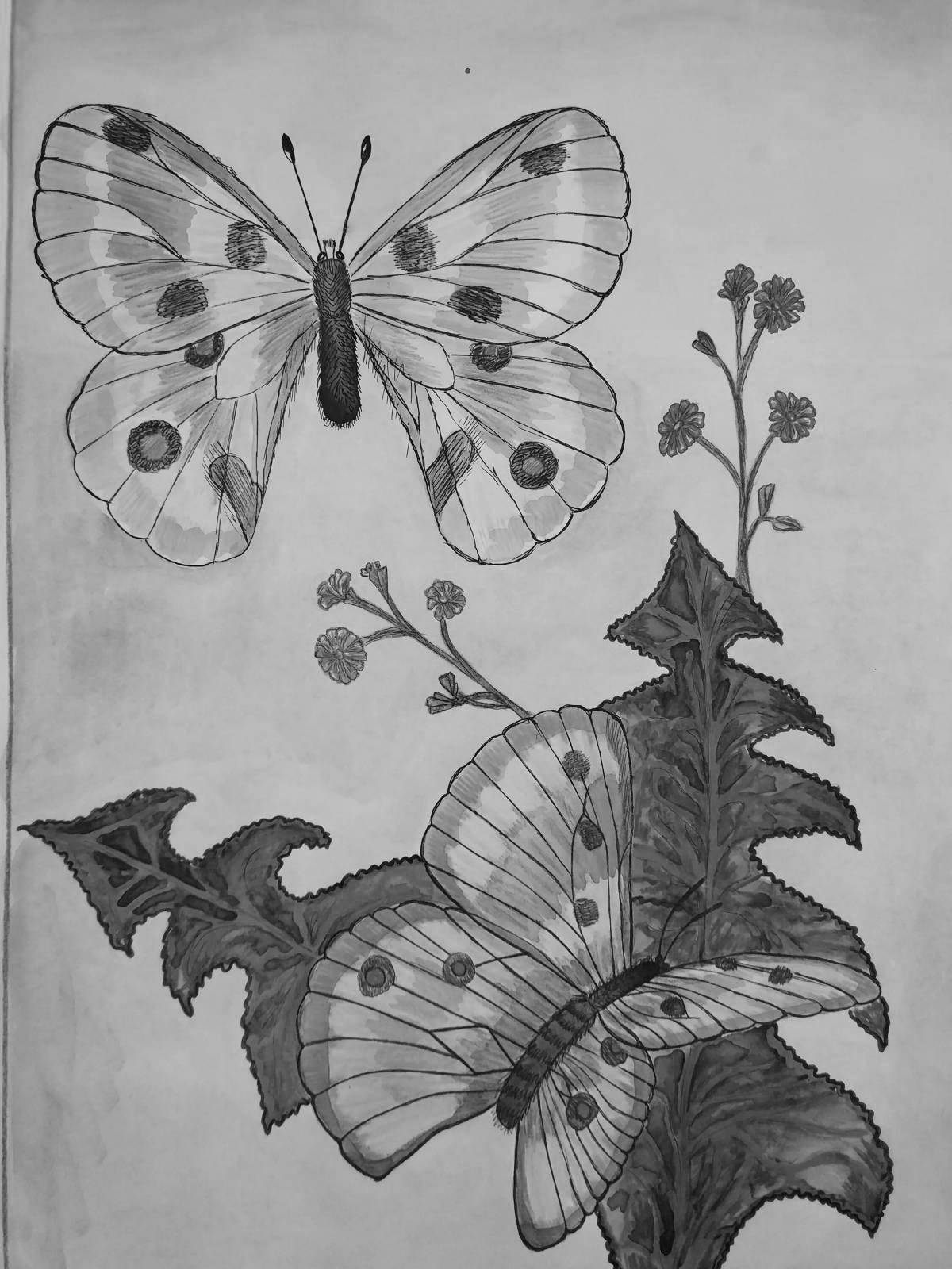 Красочная раскраска бабочка аполлон