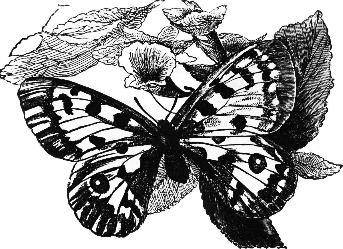 Apollo Butterfly Playful Coloring Page