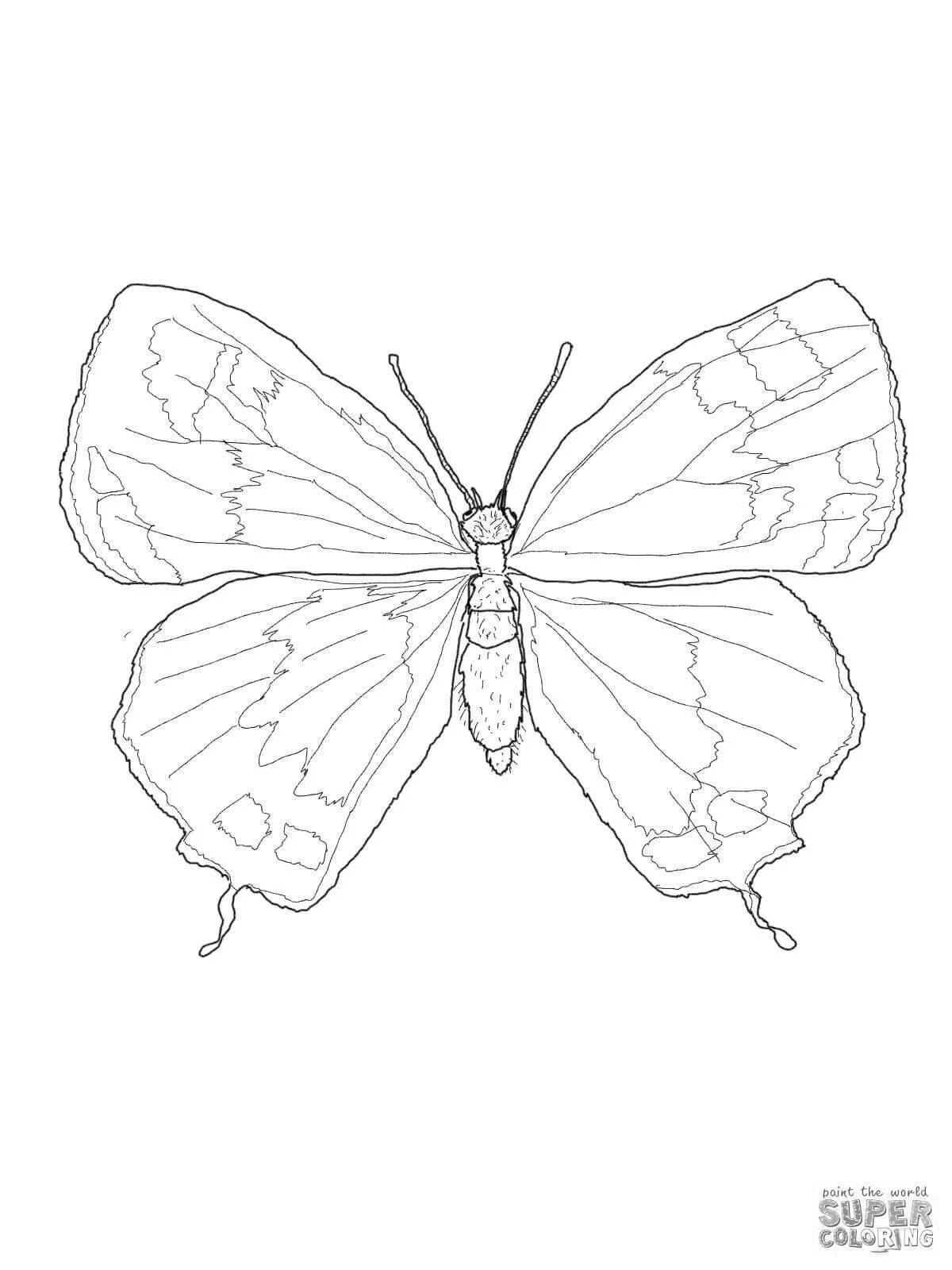 Sublime coloring page apollo butterfly