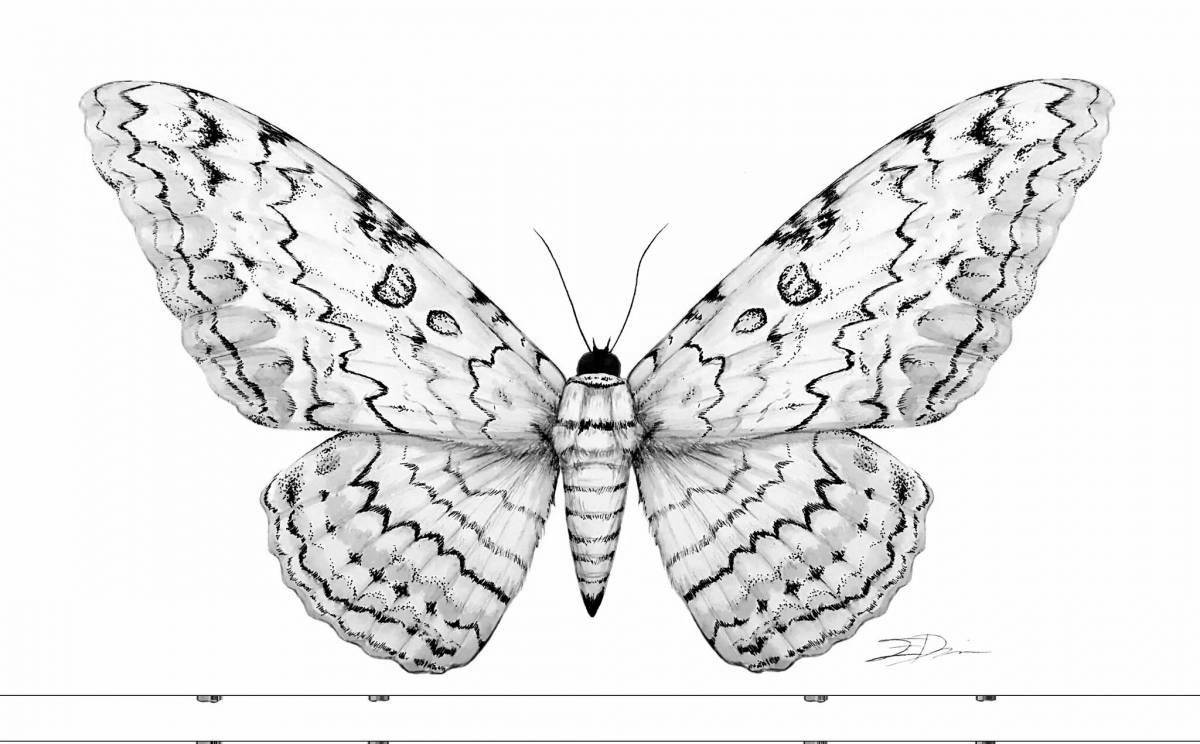 Apollo butterfly #1
