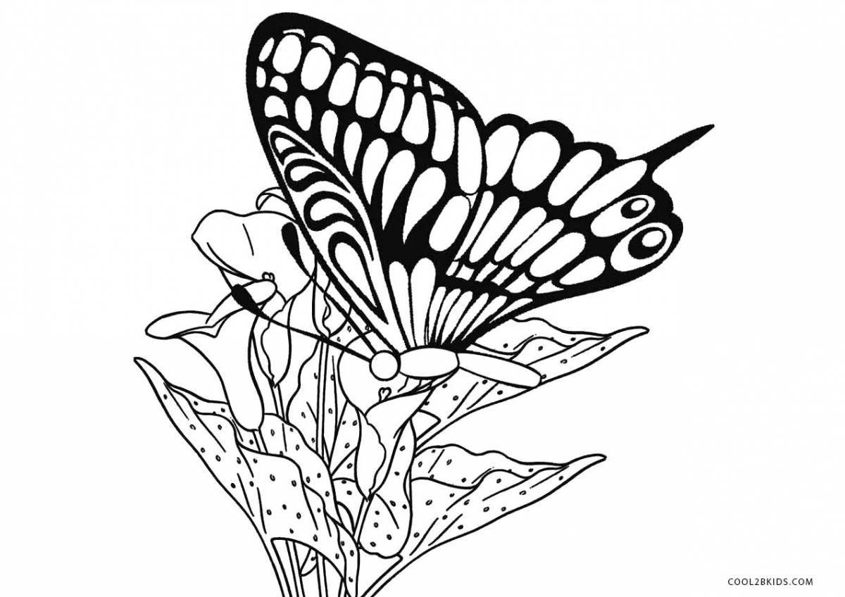 Apollo butterfly #3