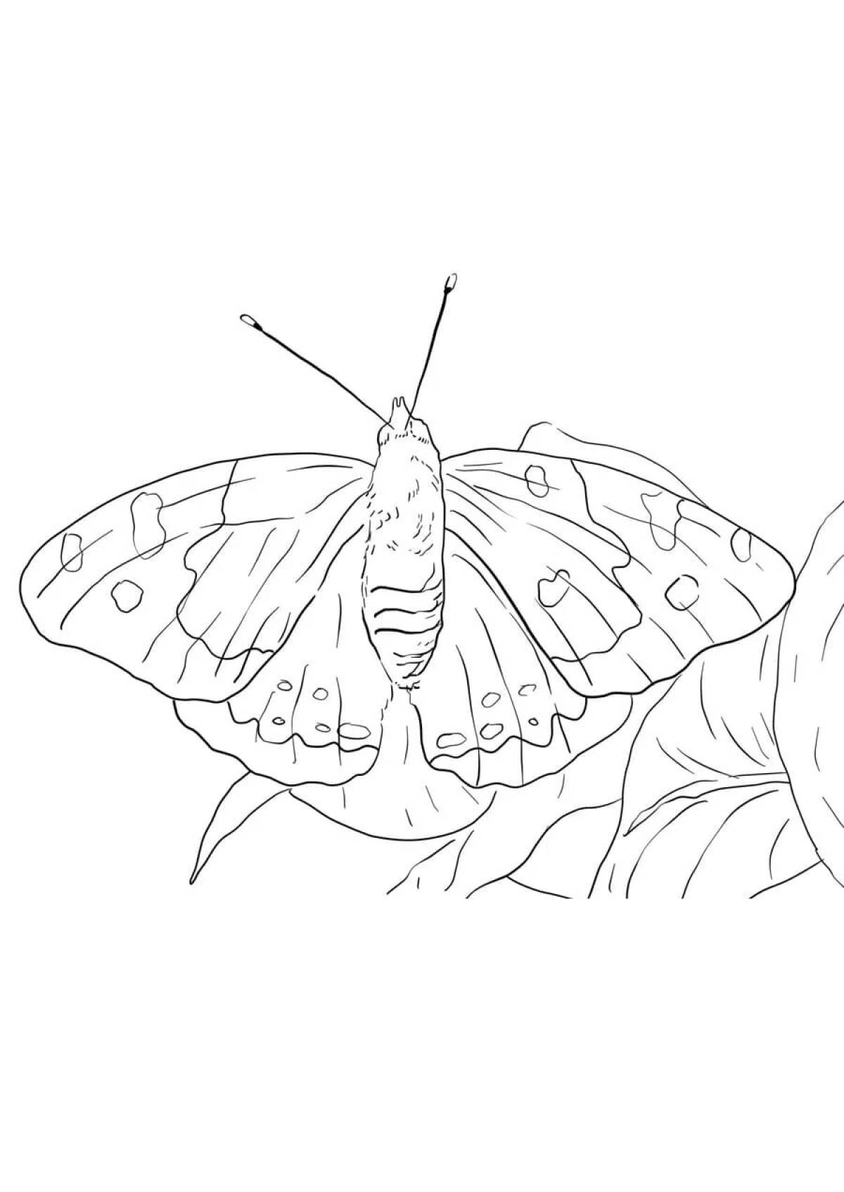 Apollo butterfly #6