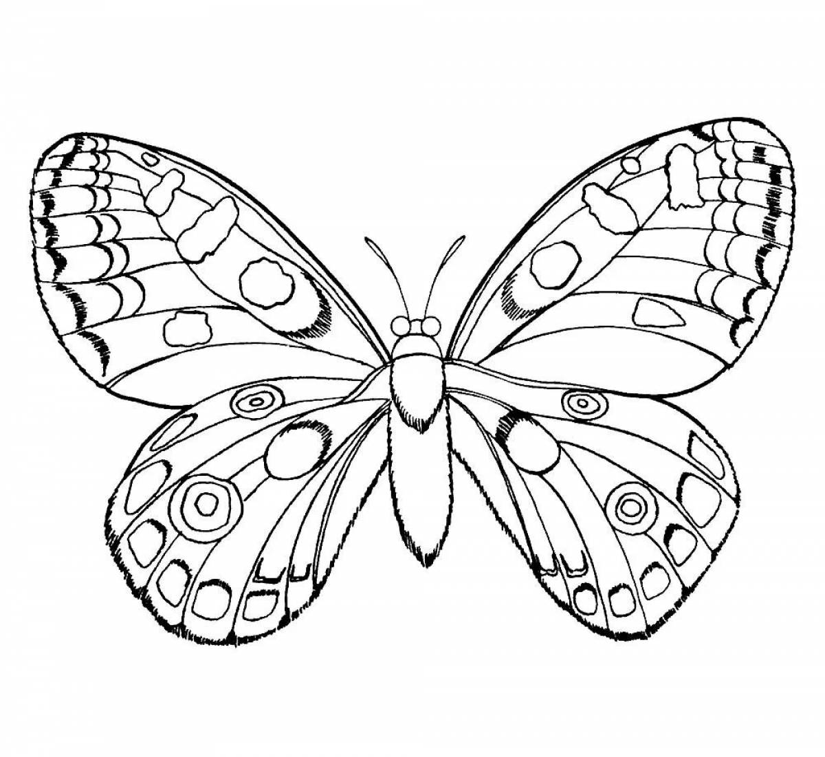 Apollo butterfly #8