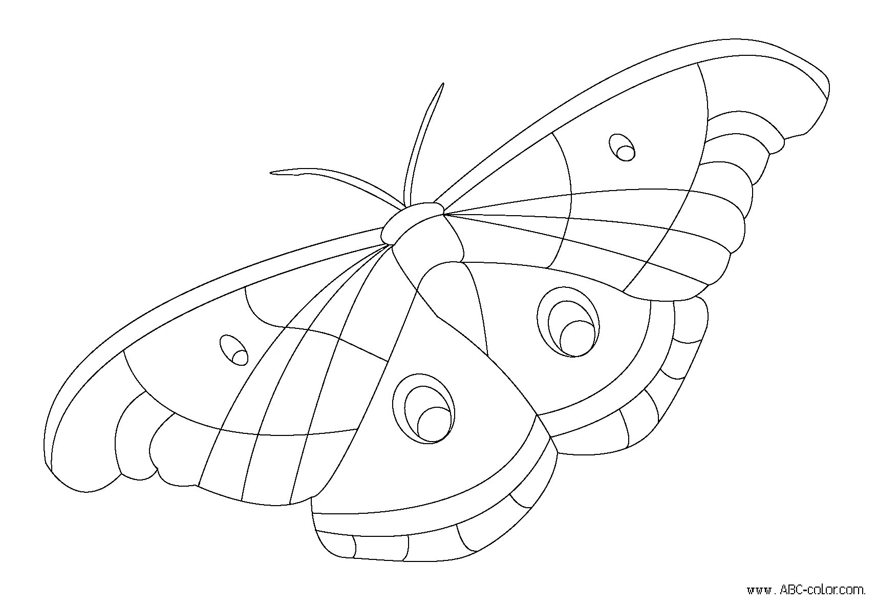 Apollo butterfly #11