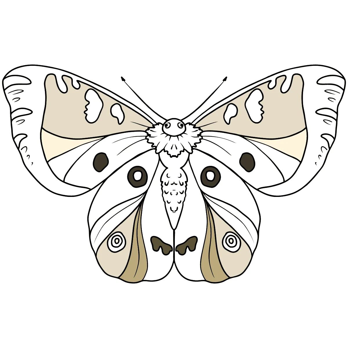 Apollo butterfly #12