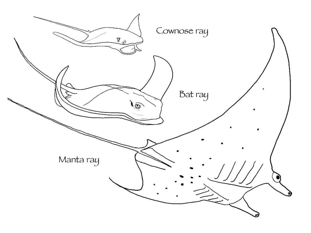 Яркая раскраска manta ray