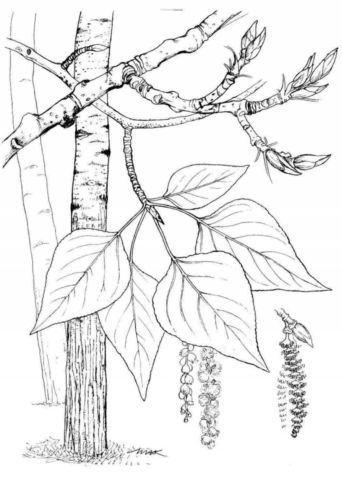 Coloring cute birch