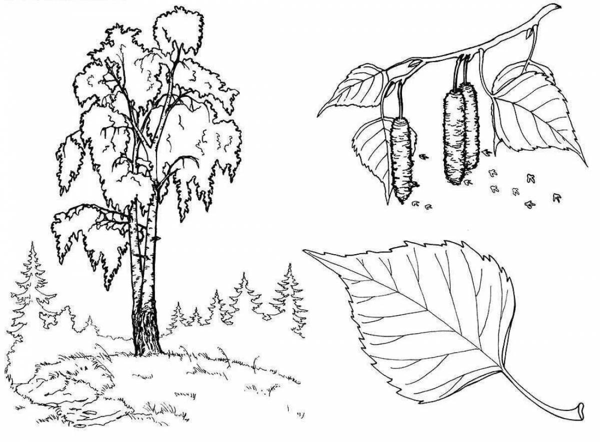 Coloring exotic birch