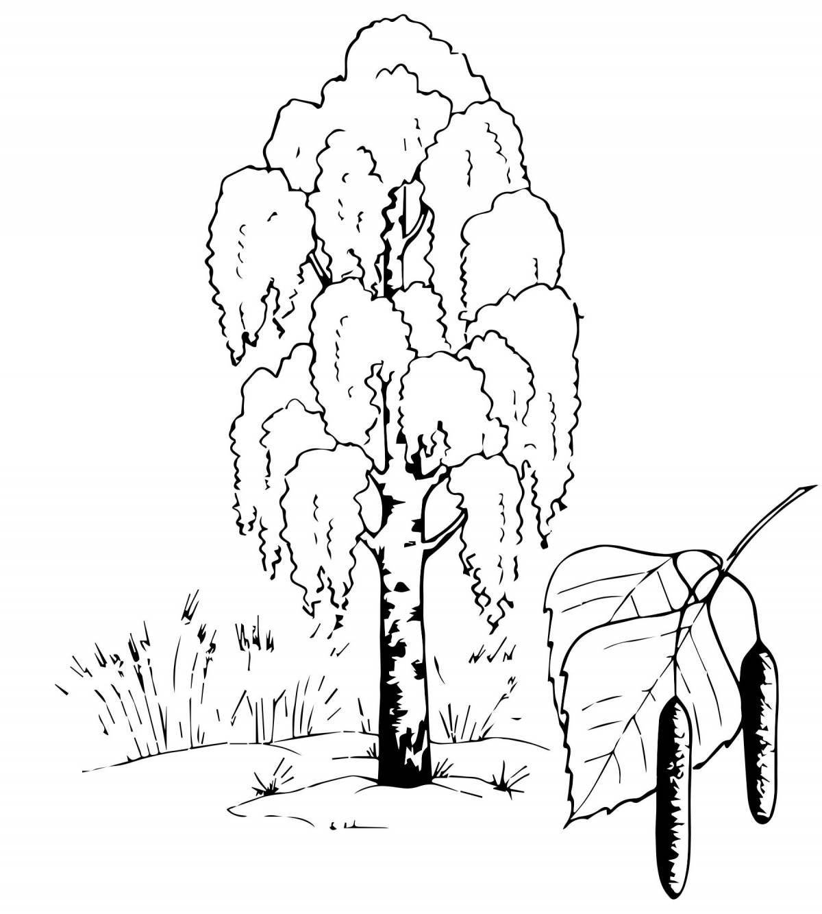 Drawing birch #1