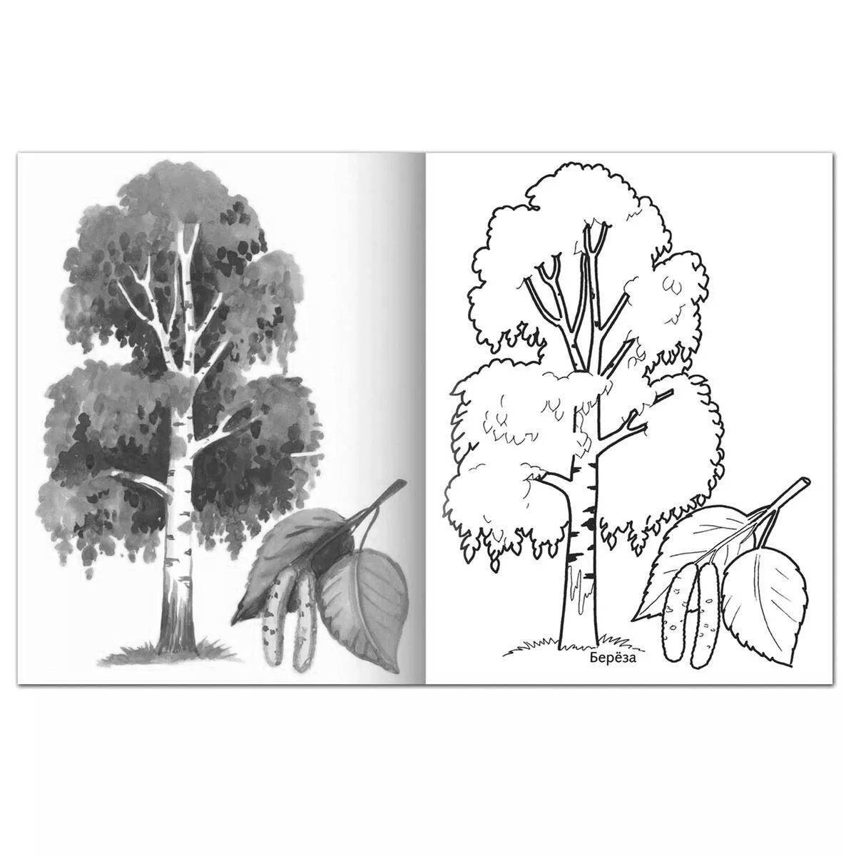 Drawing birch #3