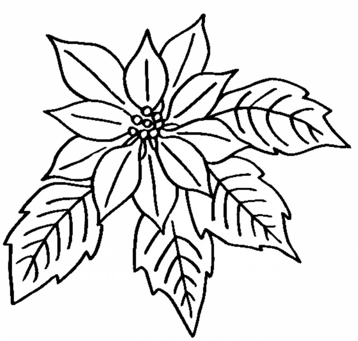 Luxury coloring christmas flowers