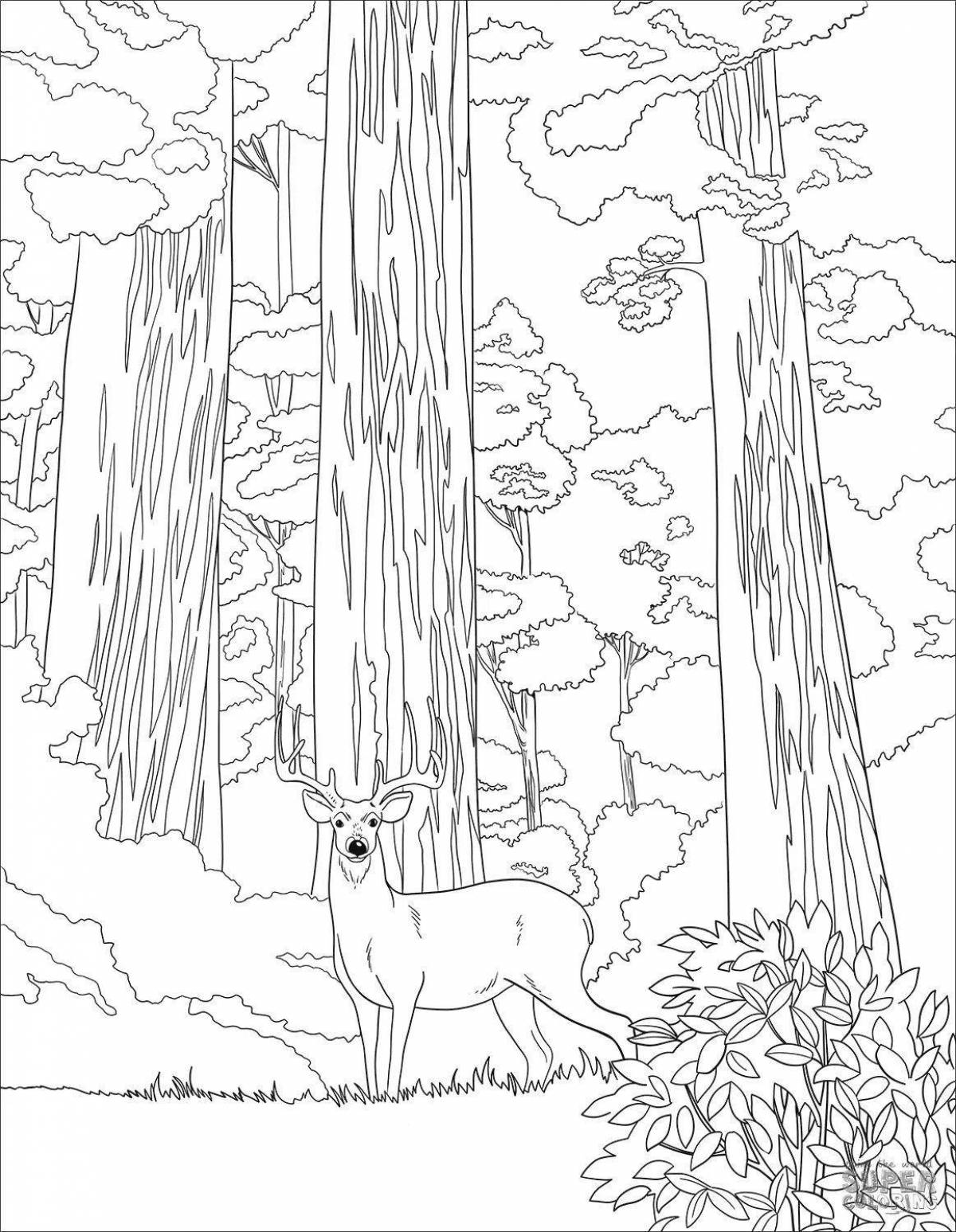 Pine forest coloring page