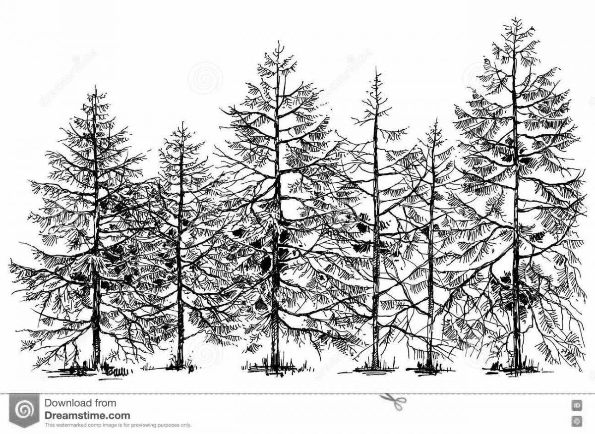 Exquisite pine forest coloring book