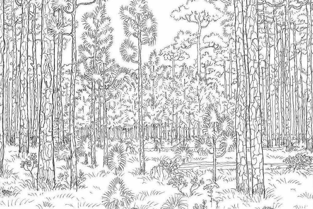 Blissful pine forest coloring page