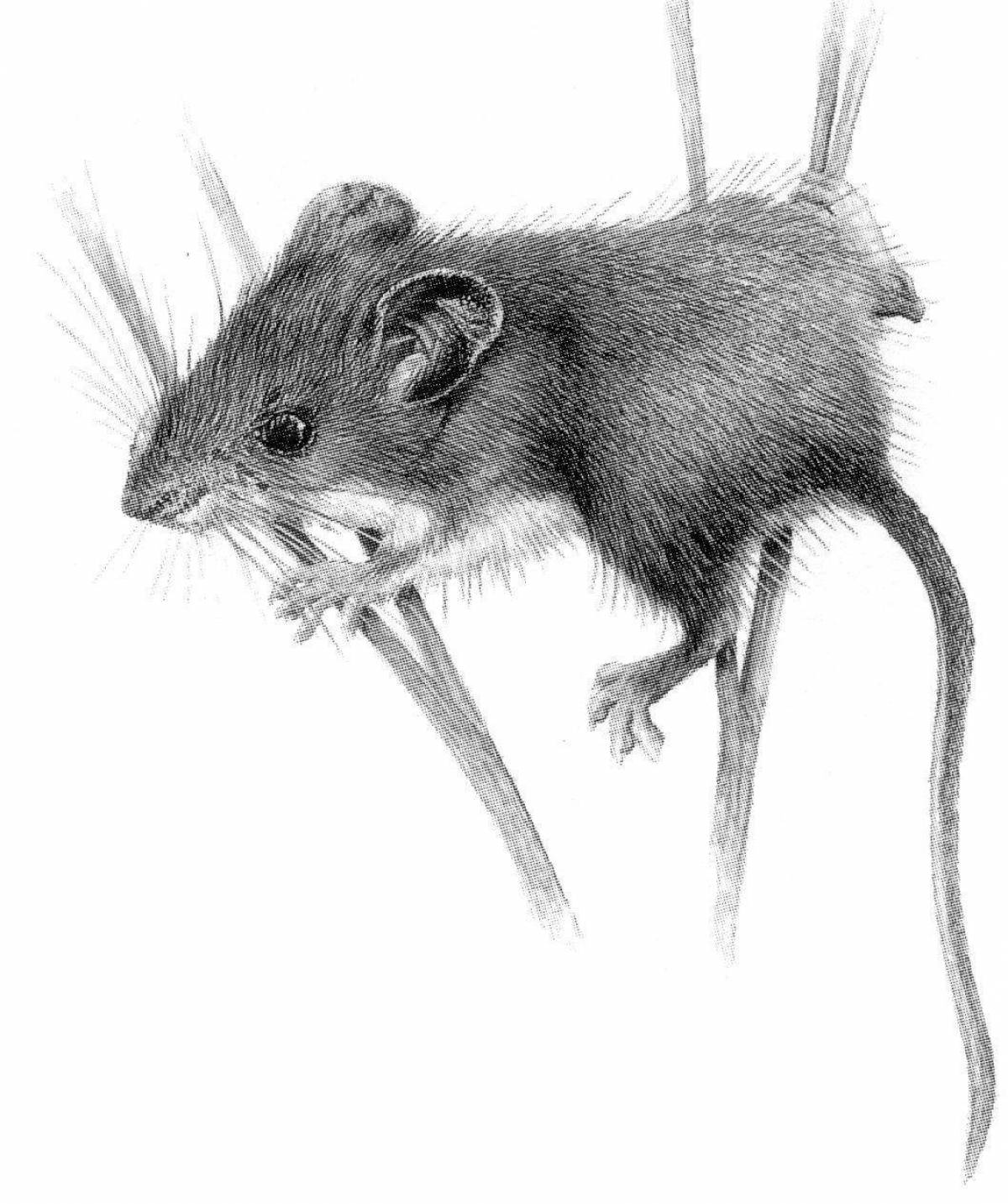 Рис мыши. Мышь карандашом. Мышка набросок. Мышь черно белая. Зарисовки мышей.
