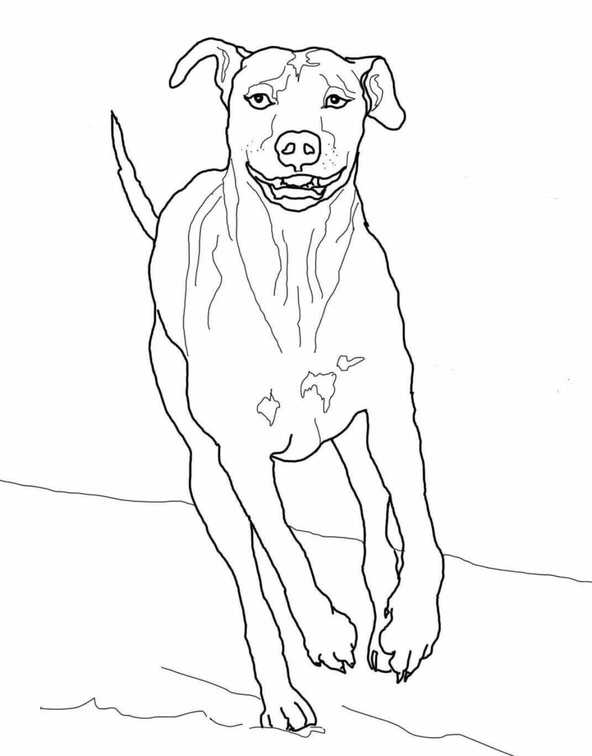 Ferocious pit bull coloring page