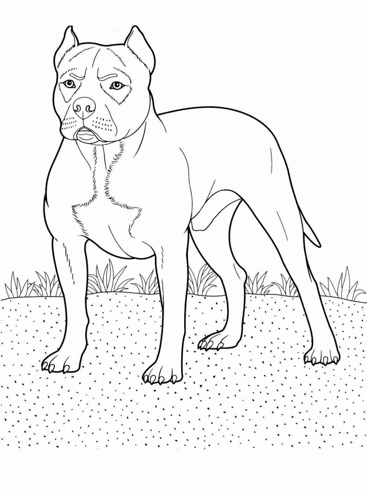Coloring page dazzling pit bull terrier