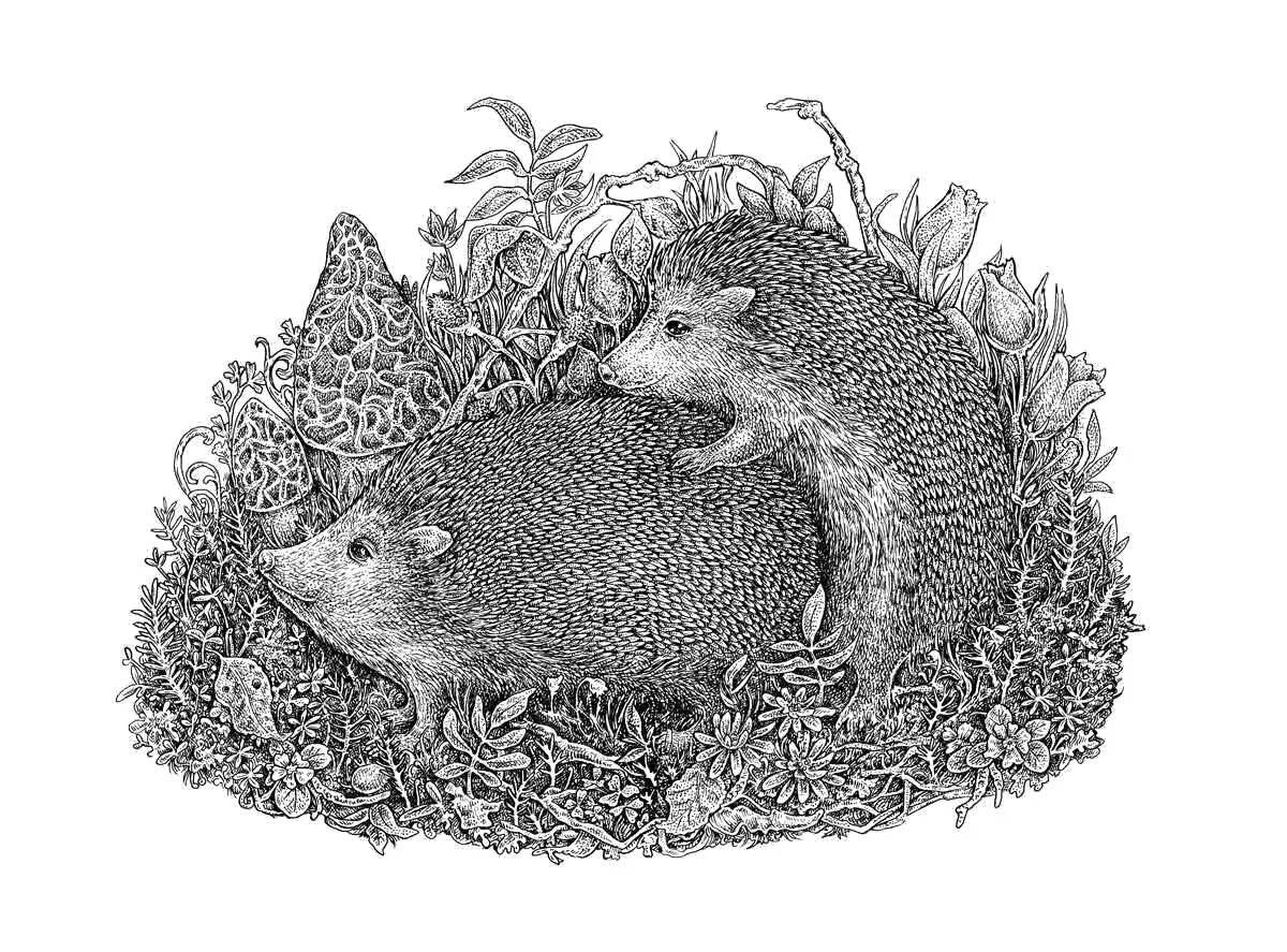 Coloring book luminous antistress hedgehog