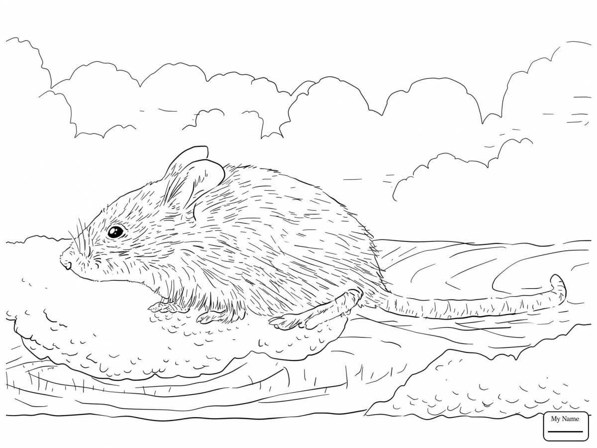 Charming vole mouse coloring book