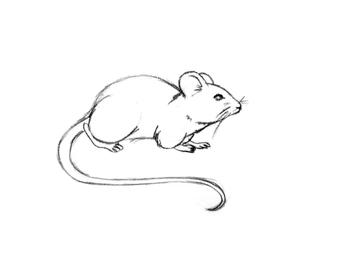 Happy mouse vole coloring book