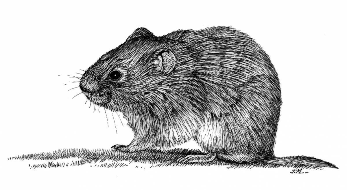 Colourful vole mouse coloring book