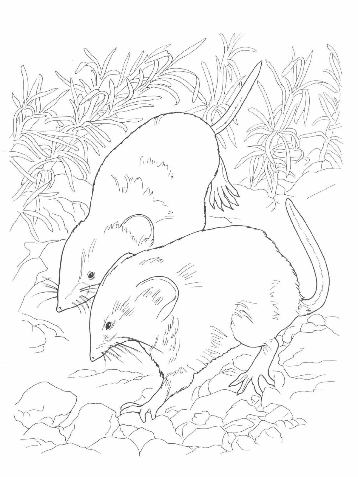 Юмористическая раскраска мышь-полевка