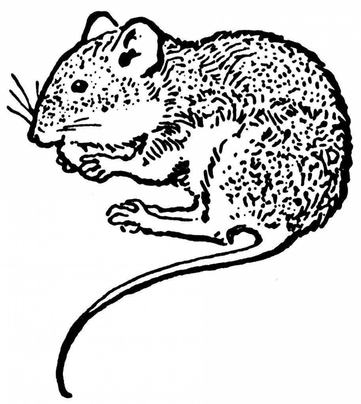 Cute vole mouse coloring book