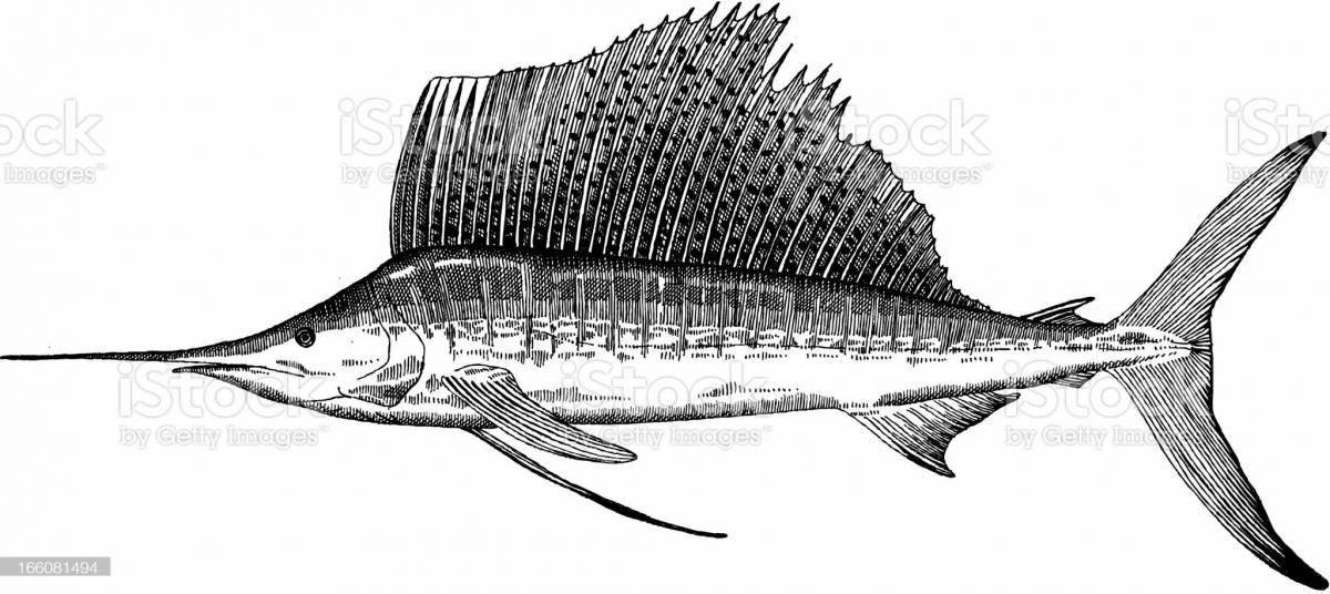 Раскраска анимированная рыба-парусник