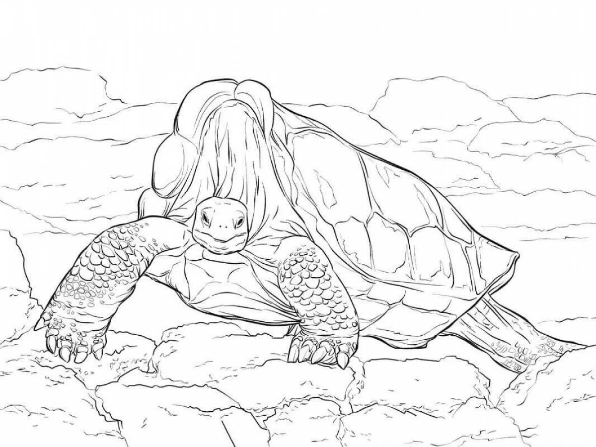 Playtime coloring page elephant turtle
