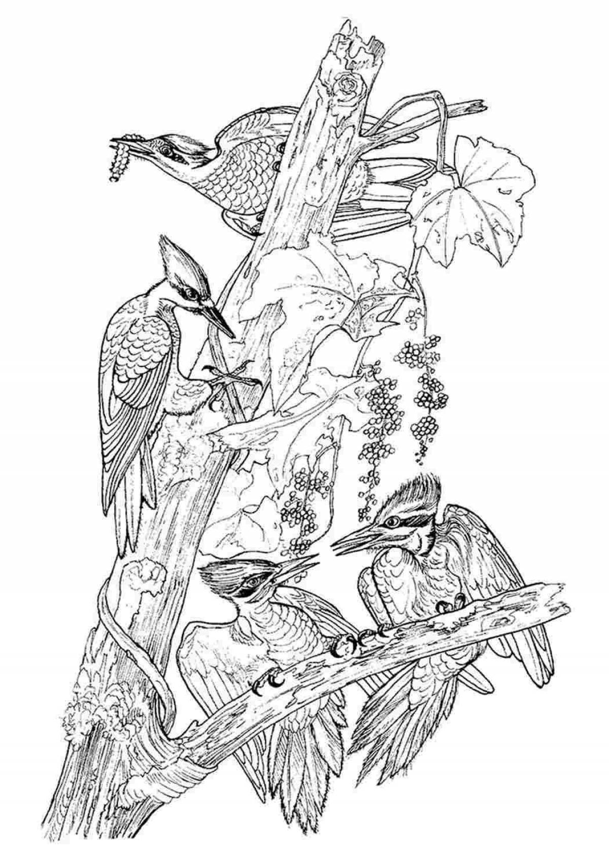 Coloring book playful woodpecker