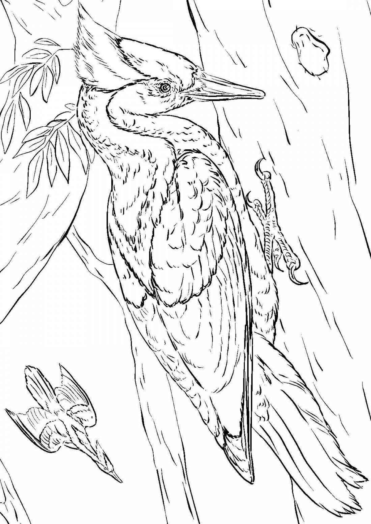 Exotic woodpecker coloring page