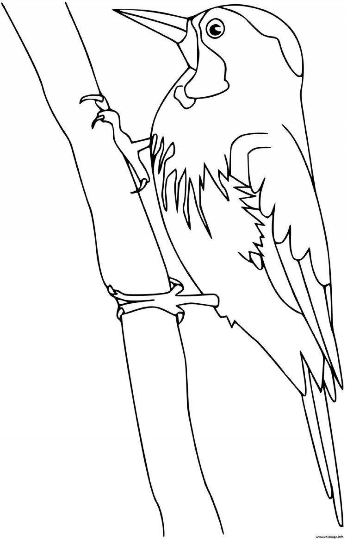 Coloring book gorgeous woodpecker