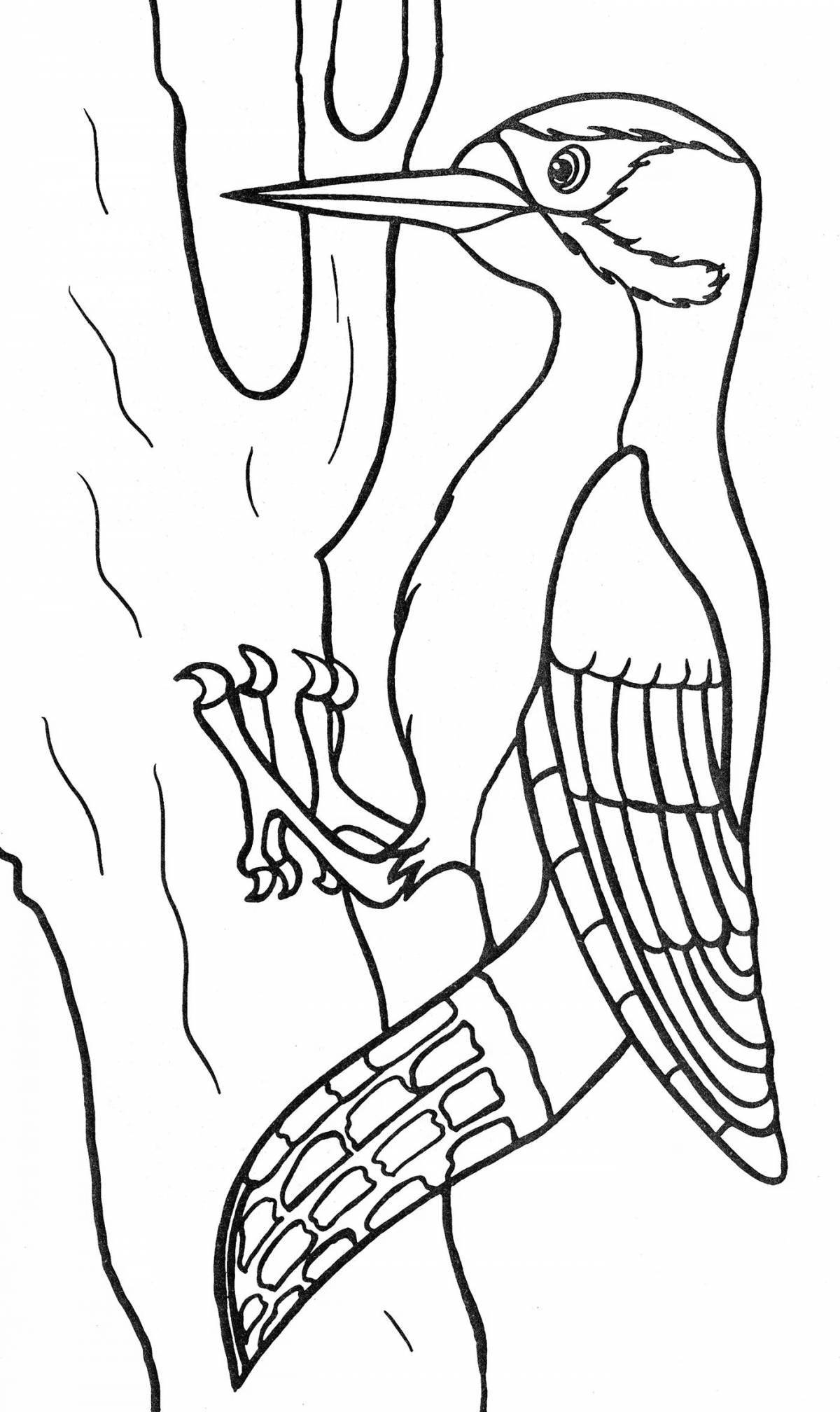 Coloring wild woodpecker