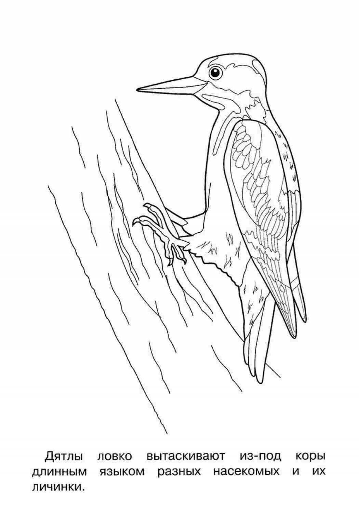 Coloring book beckoning woodpecker