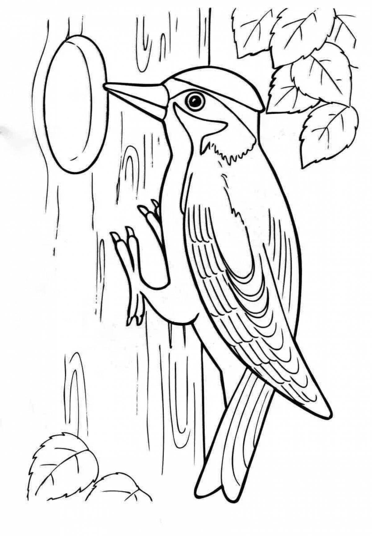 Coloring book shiny woodpecker