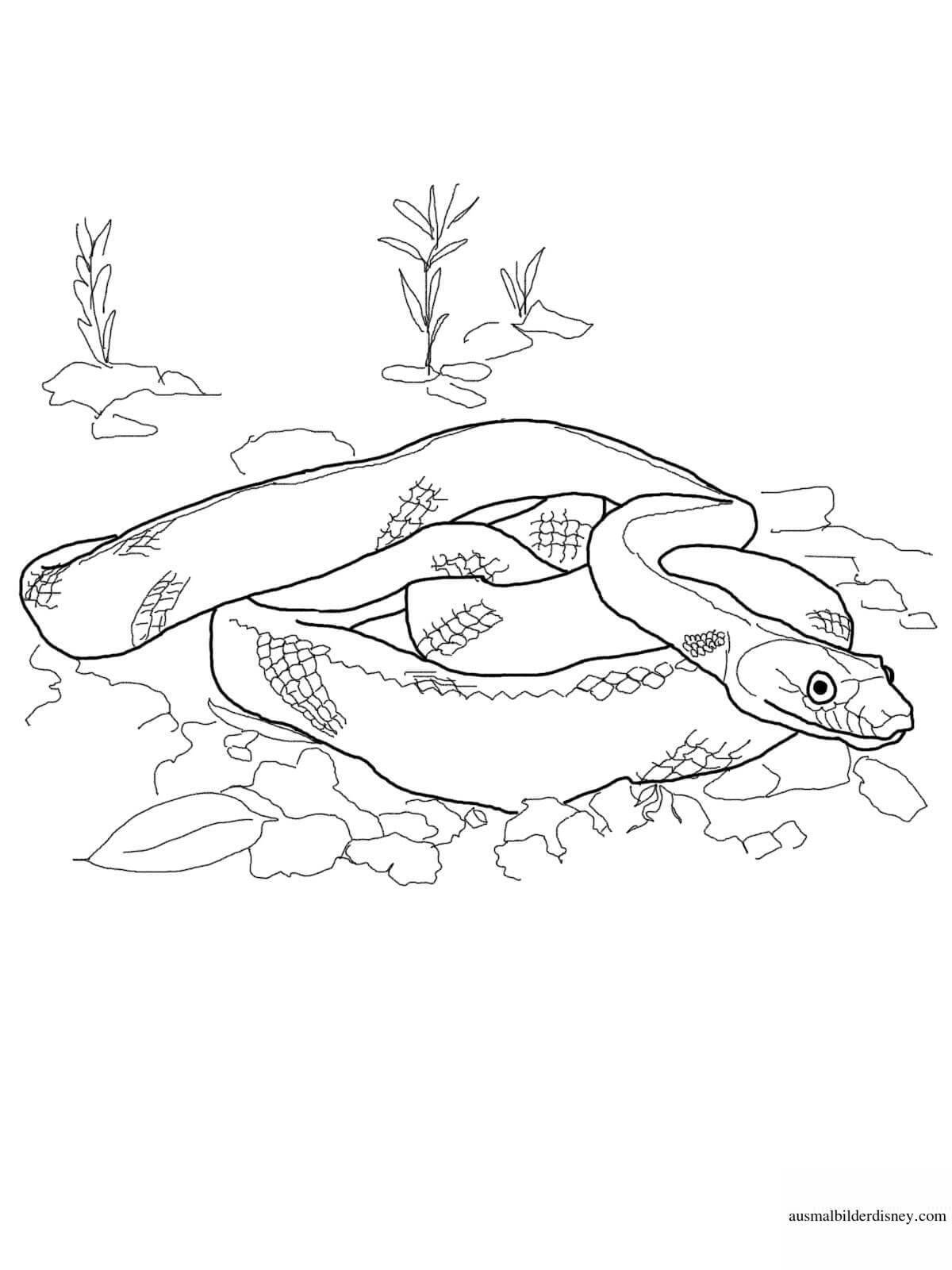 Exquisite blue snake coloring page