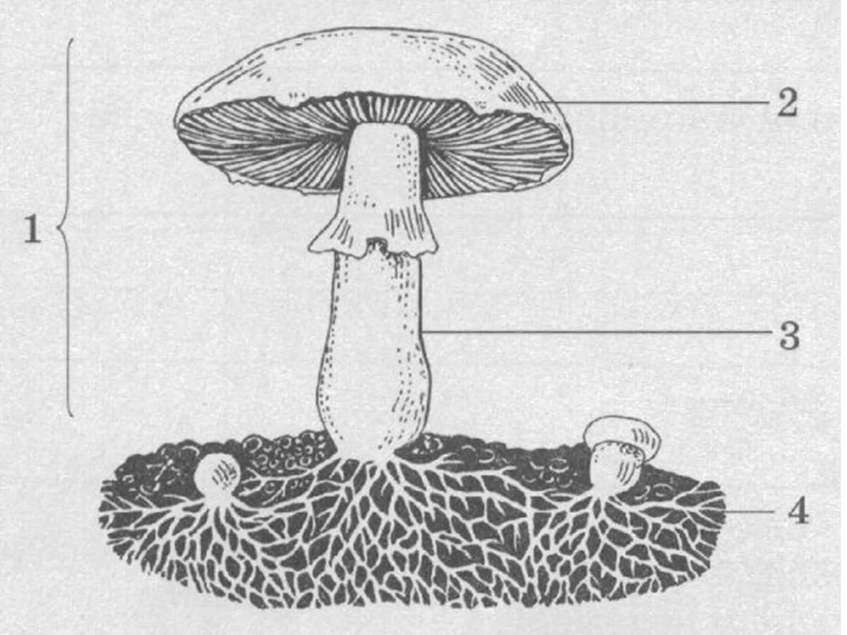 Какой цифрой на рисунке гриба обозначено плодовое тело