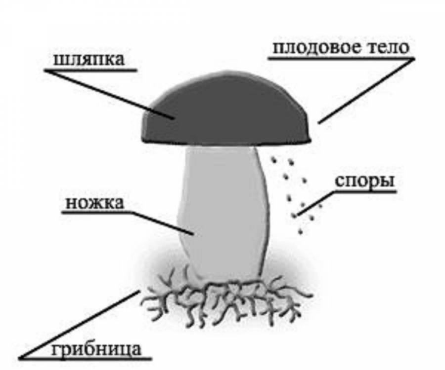 Строение гриба рисунок 7 класс