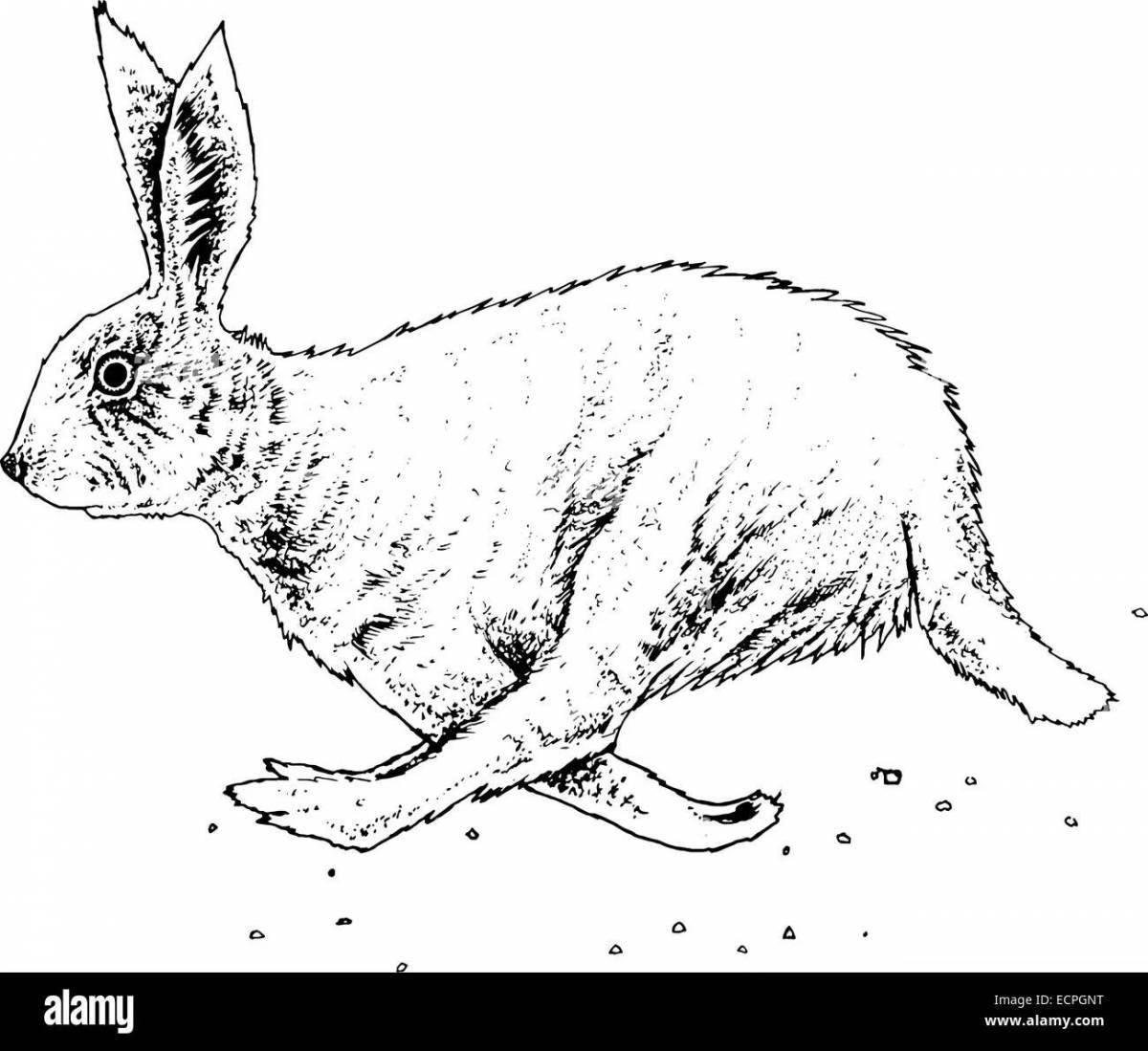 Playful running hare coloring page