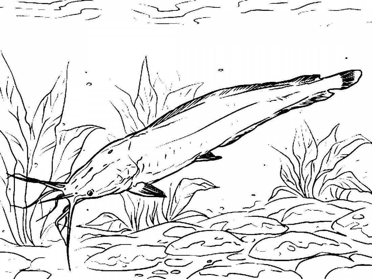 Bright catfish coloring page