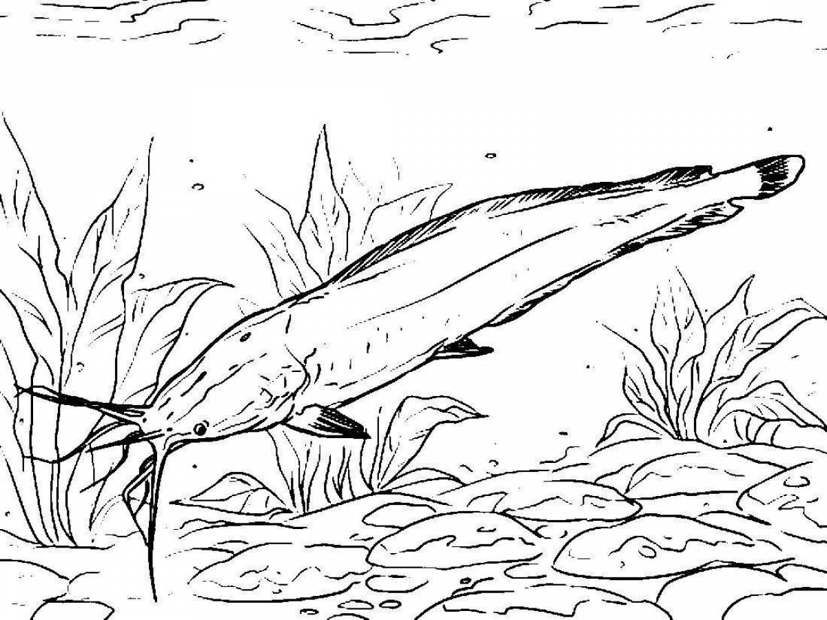 Photo Bright catfish coloring page