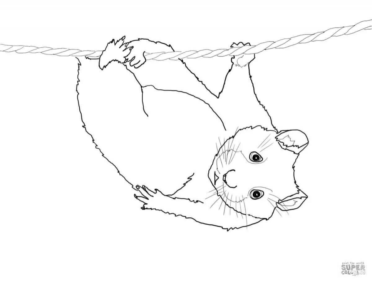 Sweet hamster coloring pages