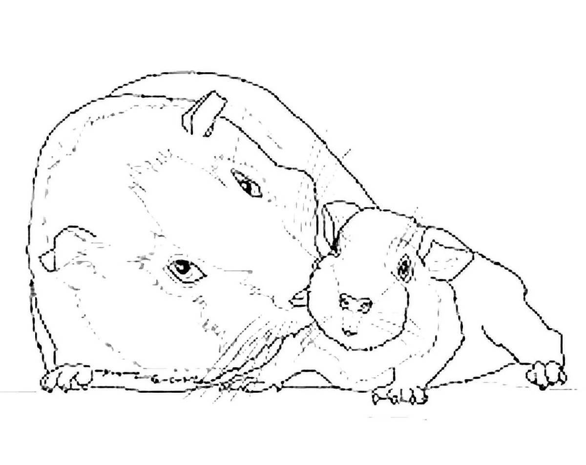 Animated hamster coloring pages
