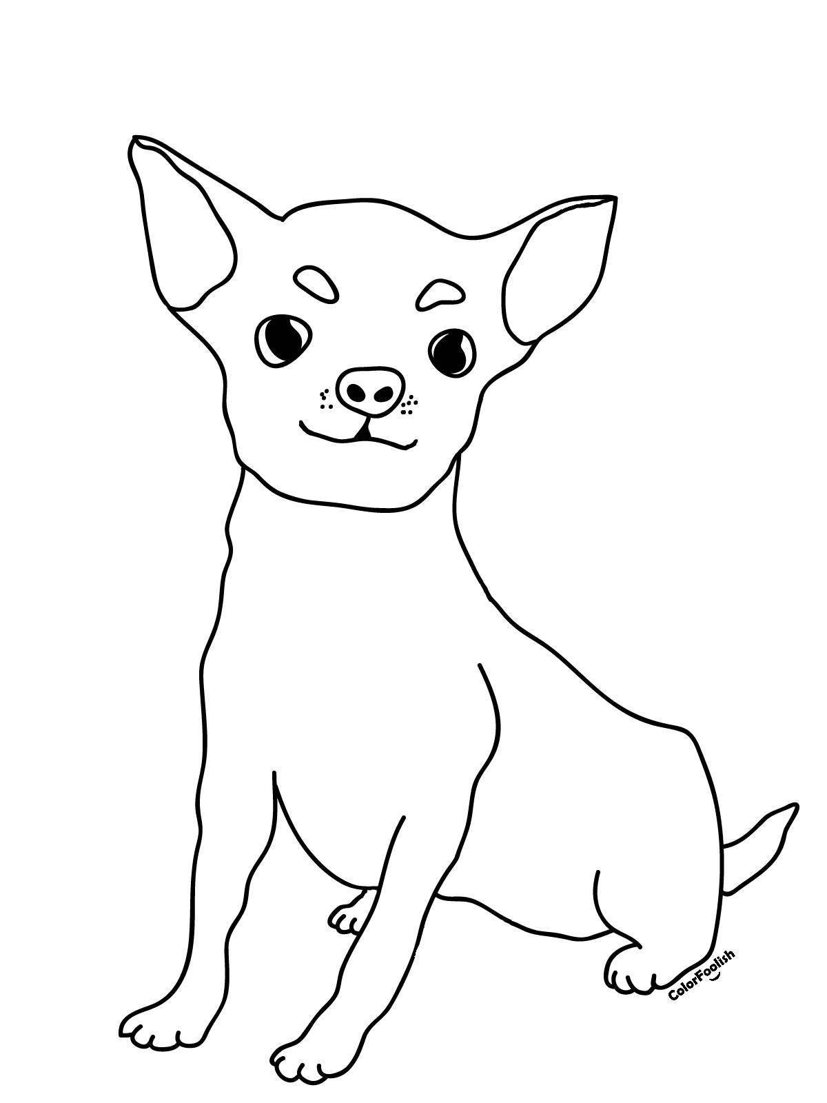 Раскраска пушистая собака чихуахуа