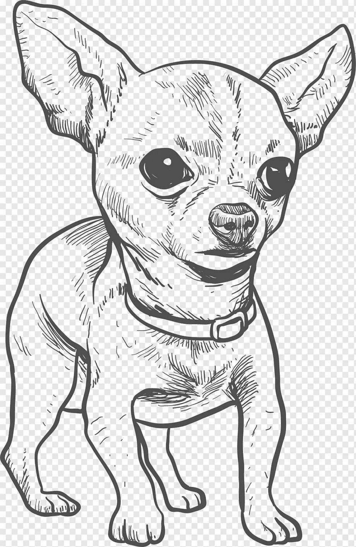 Раскраска яркая собака чихуахуа