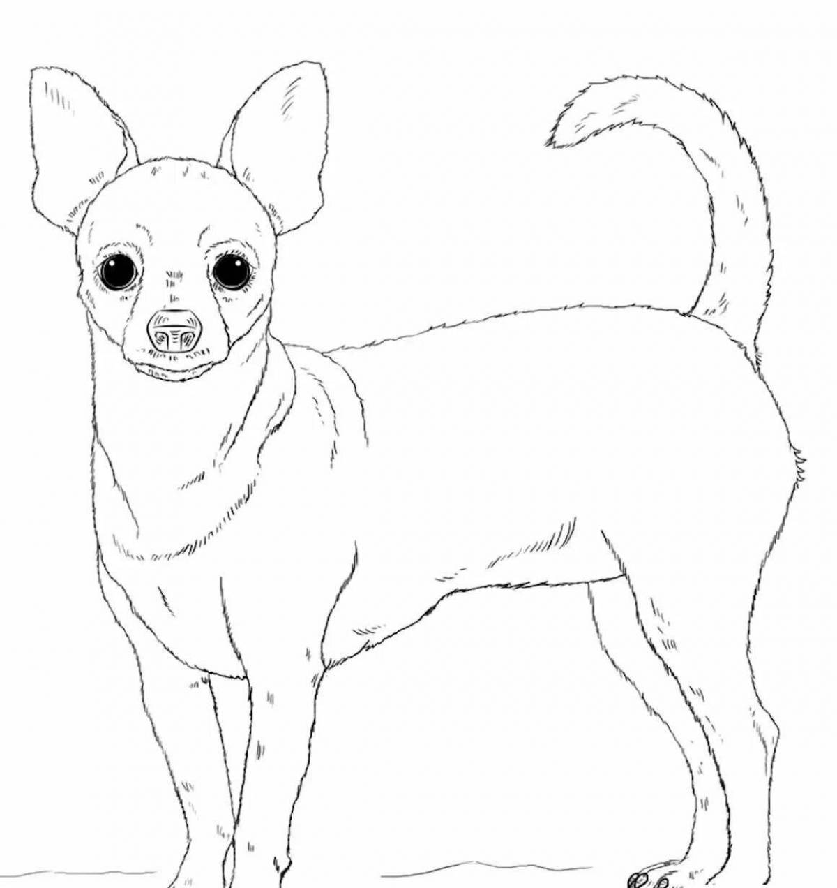 Coloring page smiling chihuahua dog