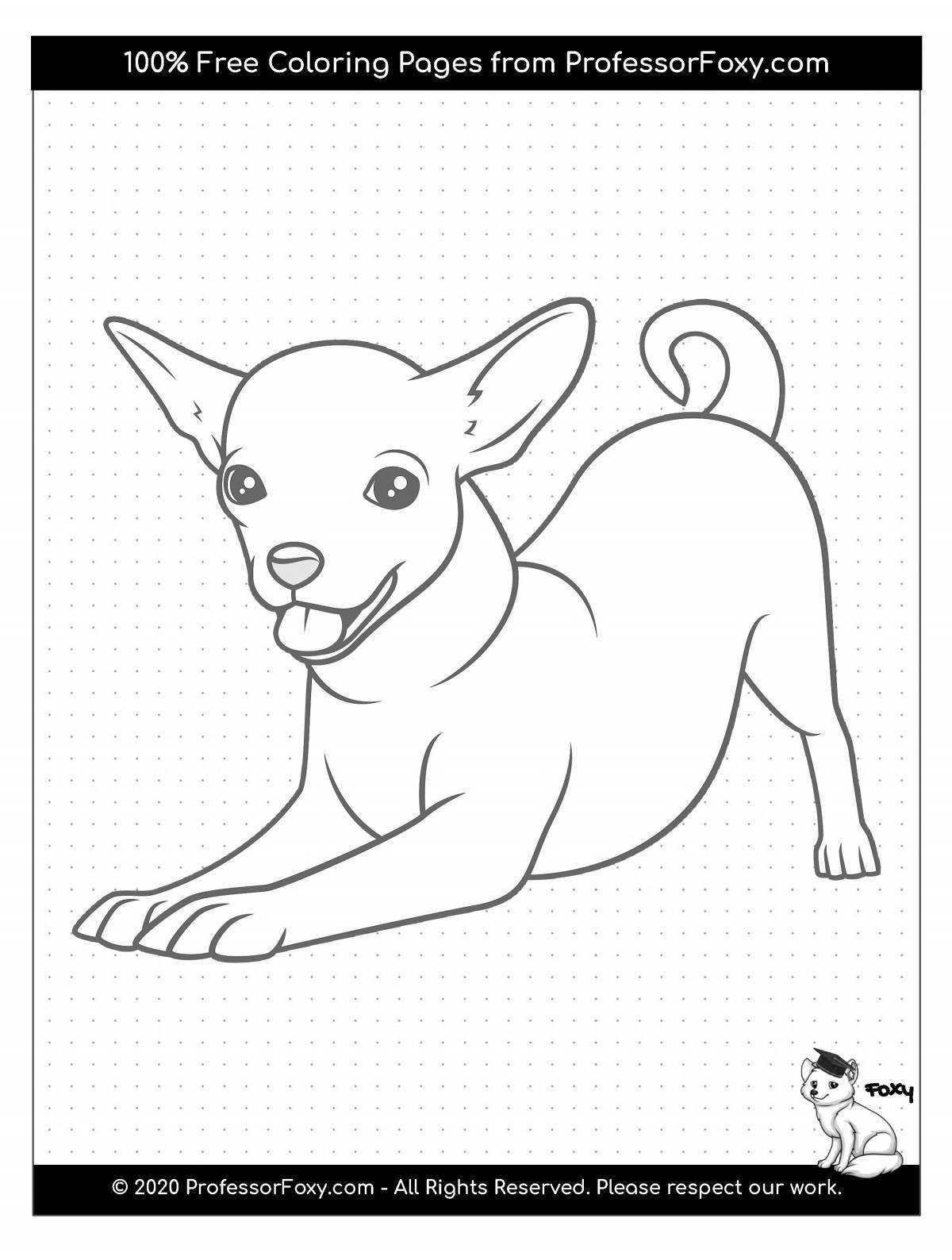 Coloring book inquisitive chihuahua dog